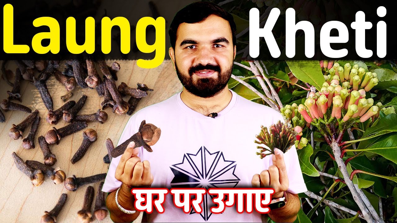 लौंग की खेती | laung ka ped | Clove farming | long tree | long ka ped kaisa hota hai | long ki kheti