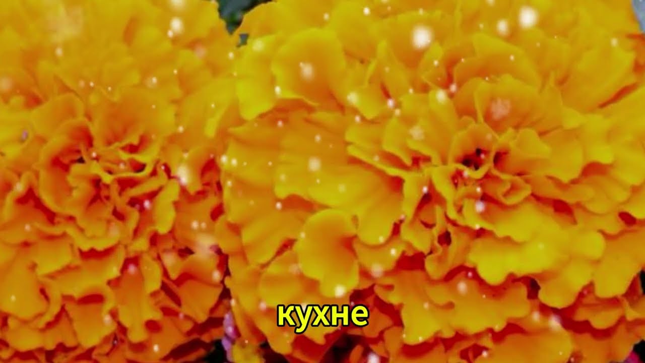 «🔥 Теща знала, что это запрещено… Но зять уже сгорел!»