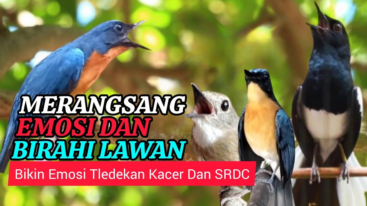 TERBUKTI AMPUH, MERANGSANG EMOSI TLEDEKAN GUNUNG, SRDC DAN KACER