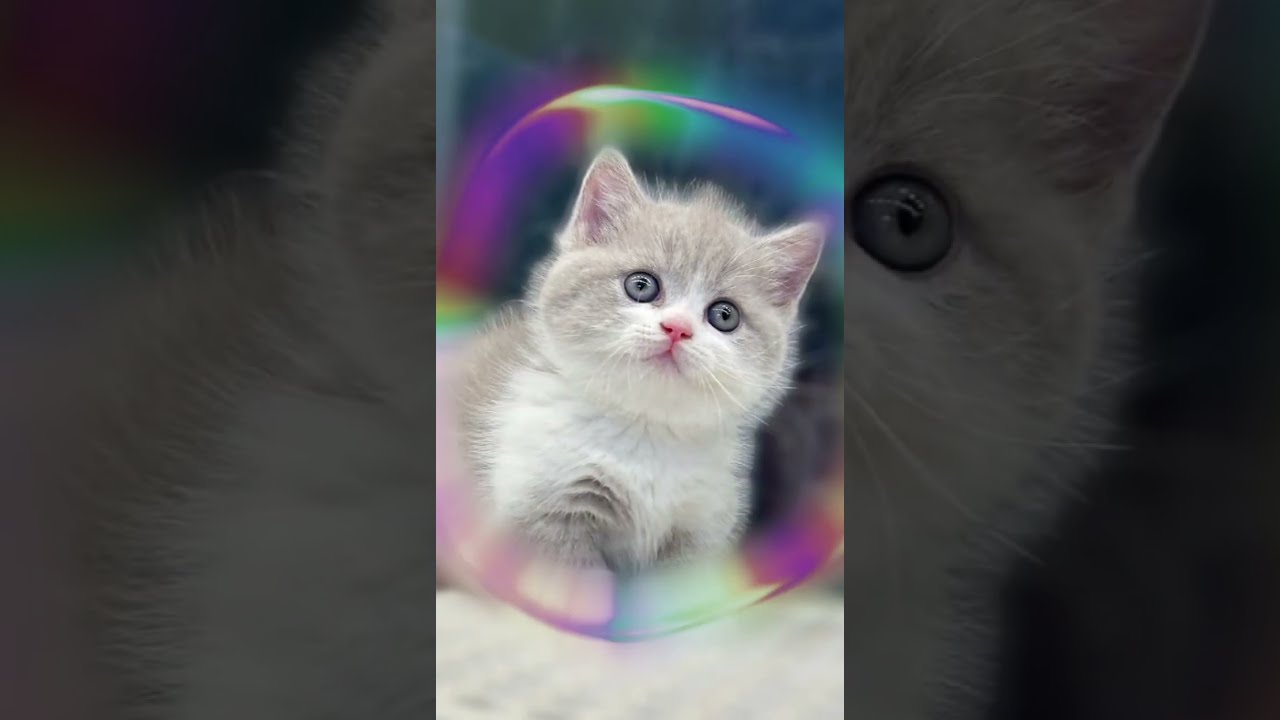 #cats #hdcatwallpapers #catvideos #catlove 😸😺 subscribe channel ✨ comment me 💕
