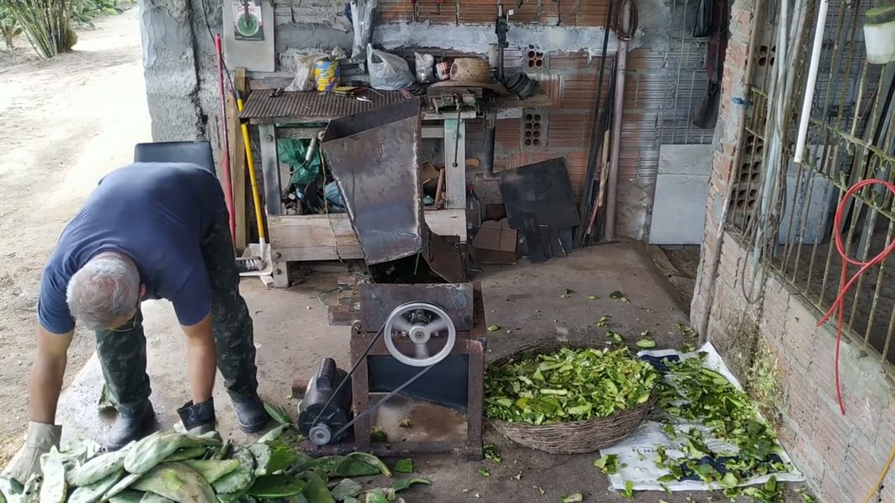 picotadeira de palma parte 4