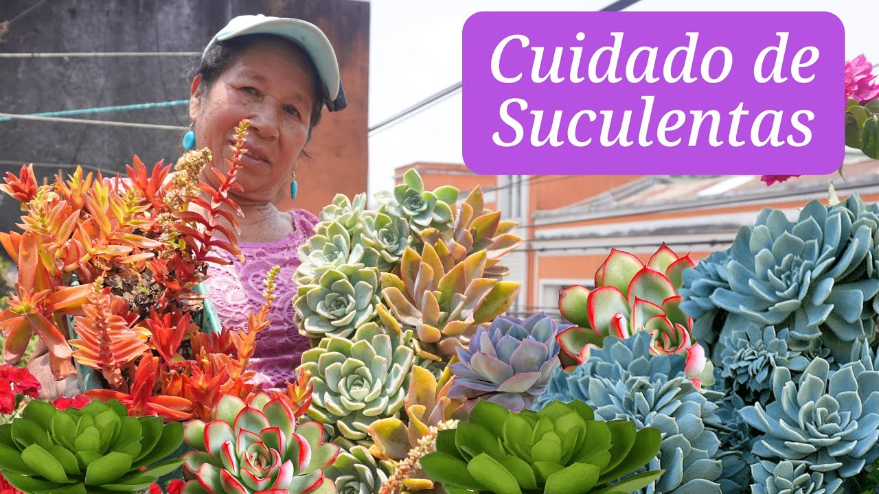 COMO CUIDAR SUCULENTAS - Cuidados Basicos De Las Suculentas Para Mantenerlas Hermosas