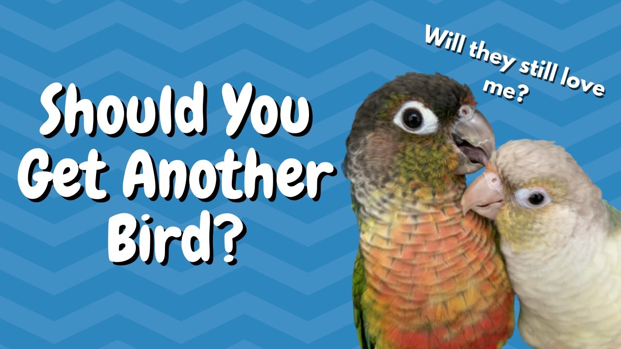 Стоит ли заводить ещё одну птицу? | BirdNerdSophie