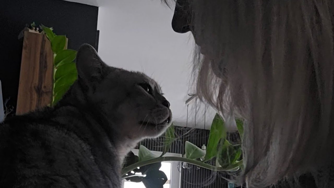 Dieser Kater hat 7 Kugeln überlebt!