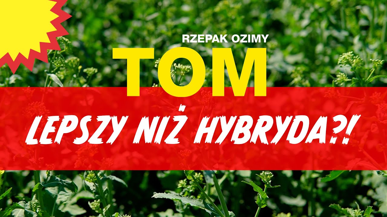 Zwycięska odmiana rzepaku ozimego w praktyce