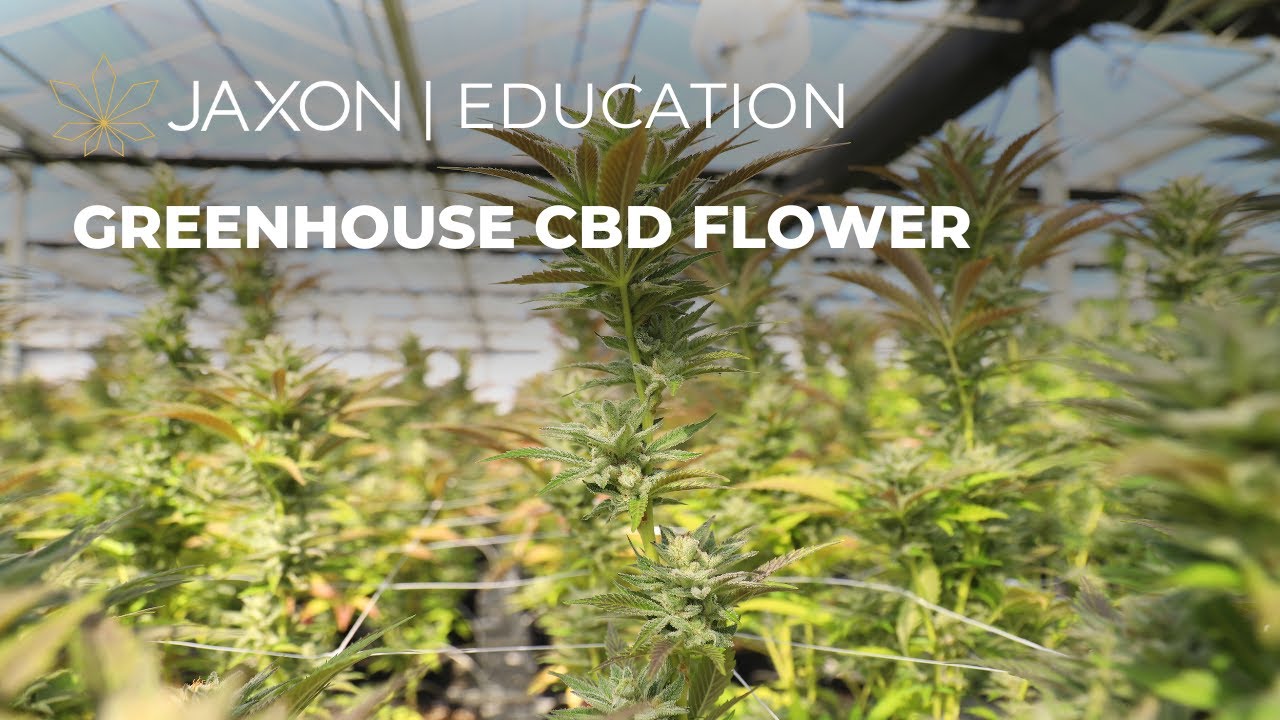 JAXON GREENHOUSE CBD FLOWER