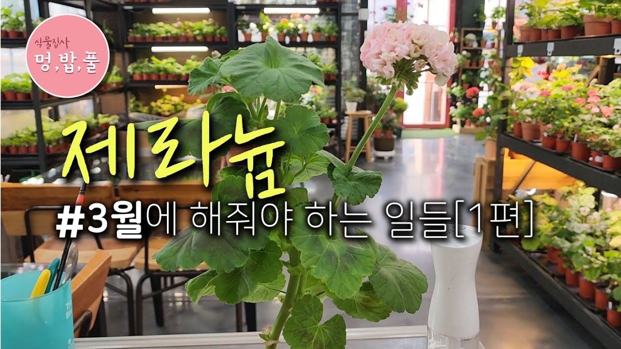제라늄,3월에 해줘야하는 일들[1편] #제품구입은 아래 '더보기'에 있어요