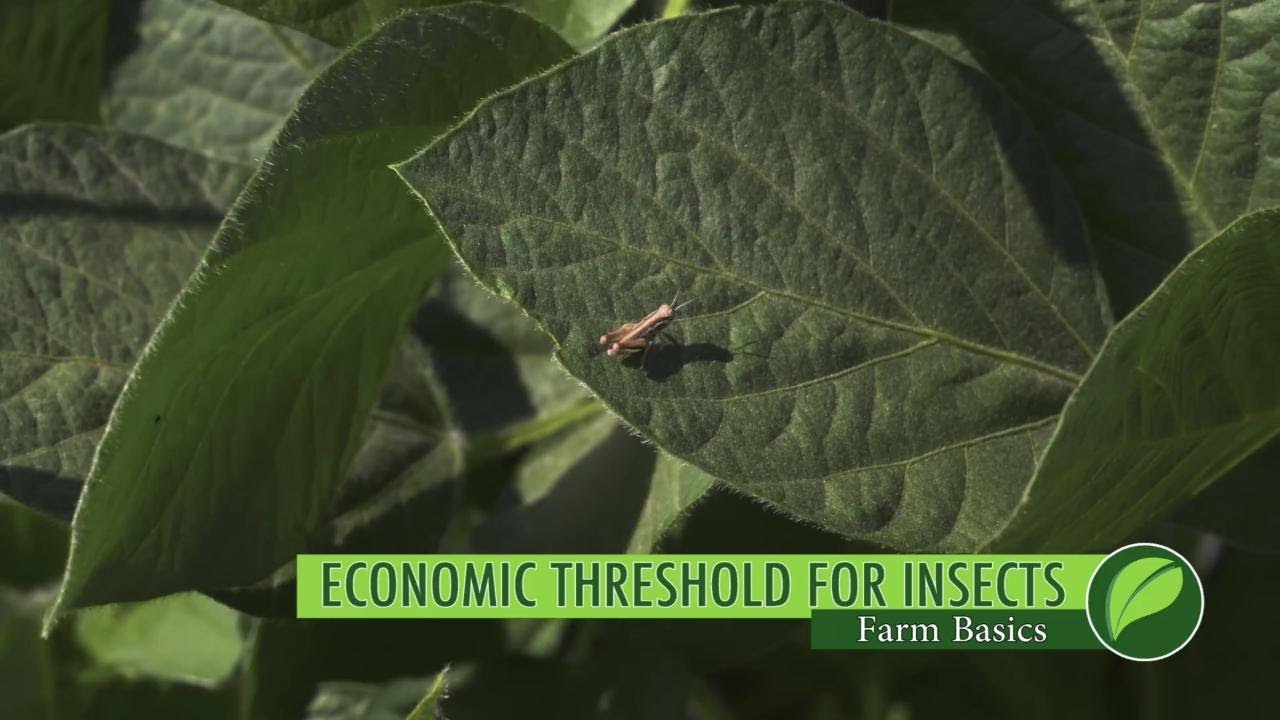 Farm Basics #1039 Economic Threshold For Insects (Air Date 3-4-18)