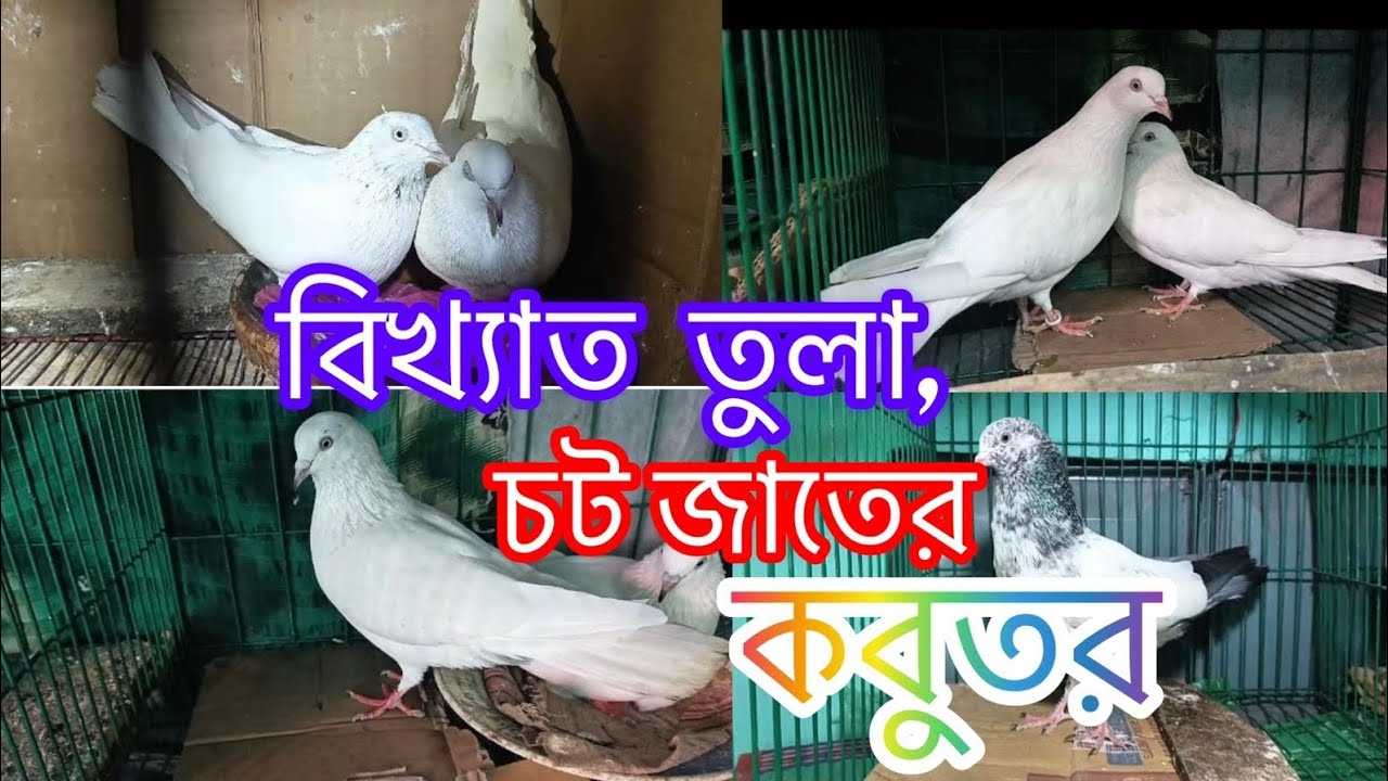  বিখ্যাত পুরান হাইফ্লাইং জাতের কিছু কবুতর || Oldblood line highflying pigeon ||Khulna pigeon univers