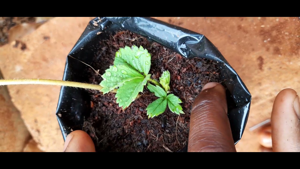 How to multiply strawberry plants with palm peat or cocoa peat easy way 100% results