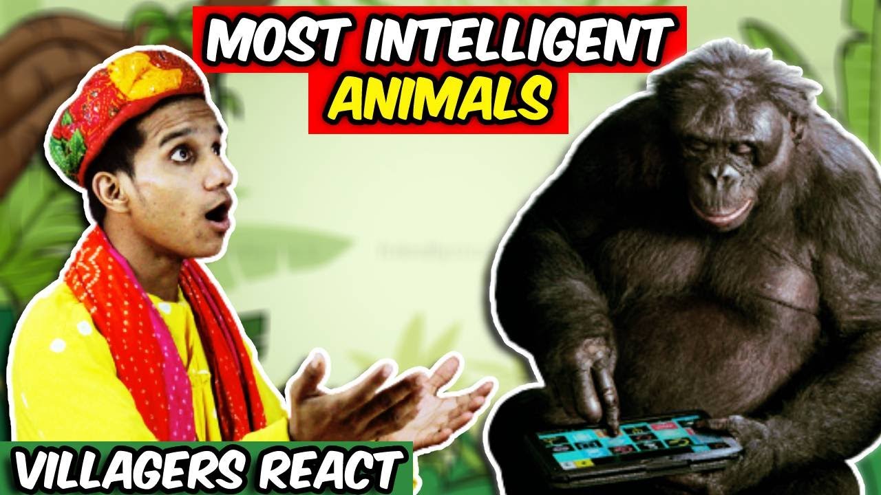 Villagers React To Animals Filmed Having HUMAN-Like IQs ! Tribal People React To Intelligent Animals