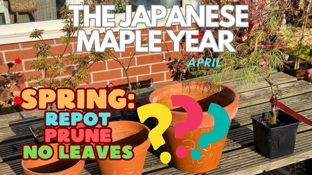 Japanese Maples: Spring - Repot? Prune? No leaves?