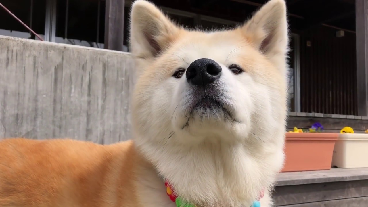 秋田犬パティ   ぼくが近所の公園にいると、お姉ちゃんが車で迎えに来て、ぼくはとっても嬉しくなっちゃいました🐶💕