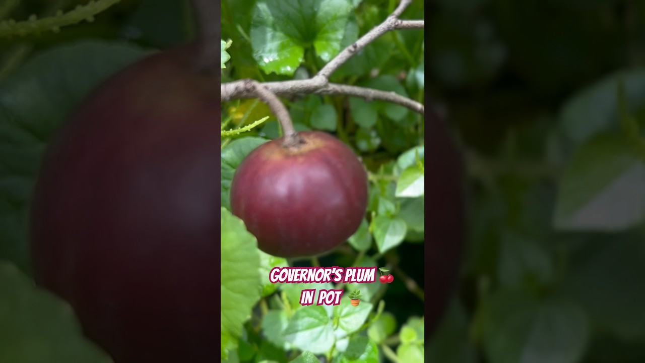 Governor&rsquo;s plum උගුරැස්ස #storyworldfrist #srilankanlife #srilankanfruit #fruit #plum
