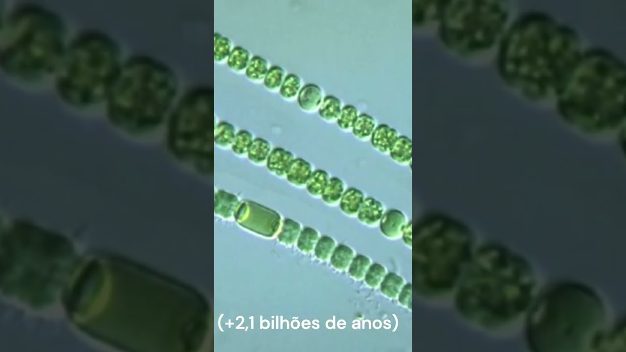 Cianobact&eacute;rias! A esp&eacute;cie mais antiga do mundo! 😱 V&iacute;deo completo no canal 🔝 #shorts