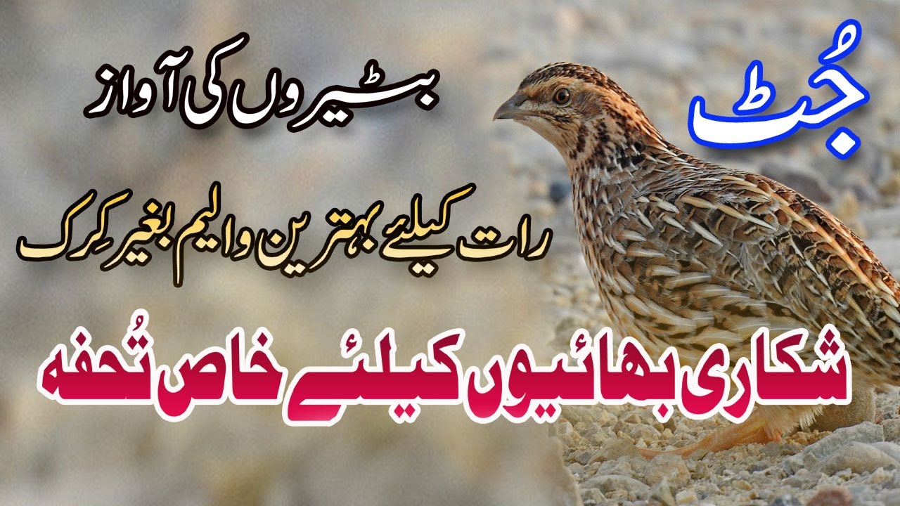 Batair Ki Awaz With Out Kirak | Best Voice For Night | Raat ke Liye | رات کے لیے بٹیر کی بہترین آواز