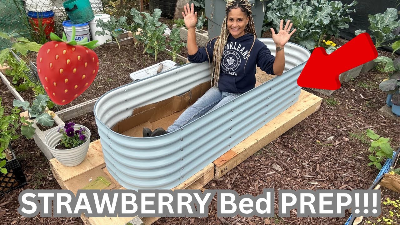 How to Prep your Raised Bed for STRAWBERRIES! PART 1 🍓