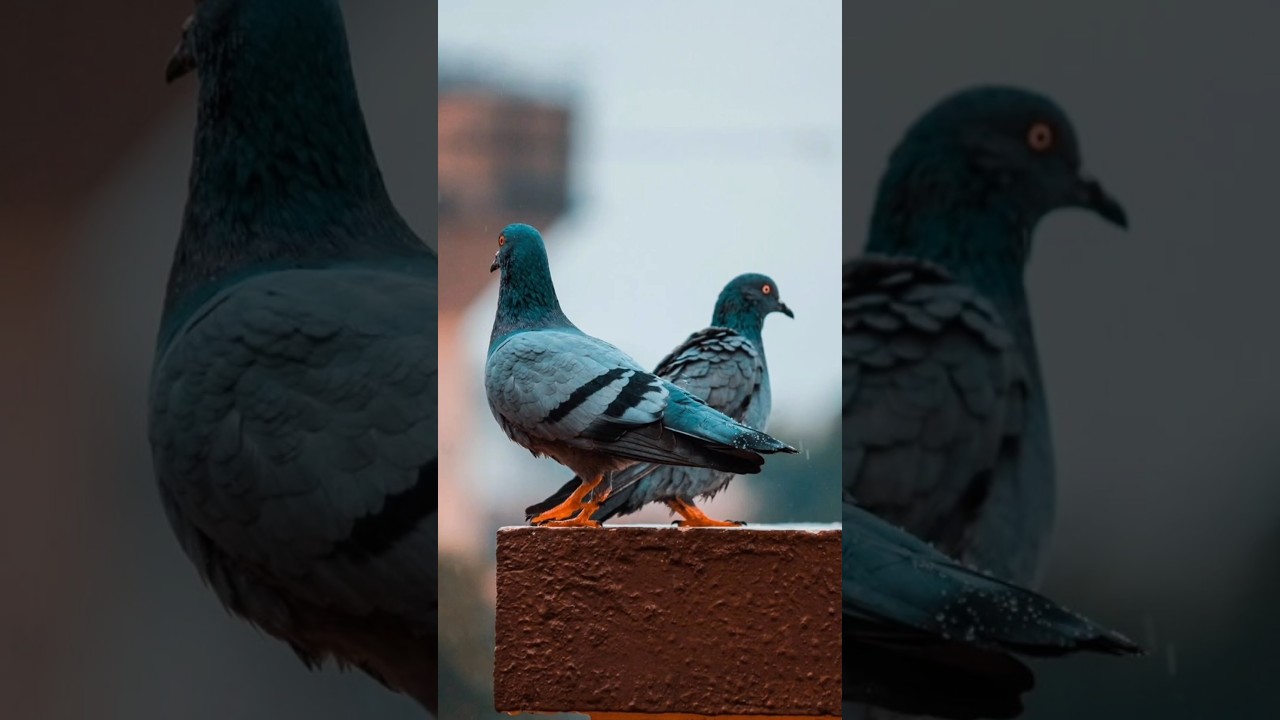 പ്രാവ് വീട്ടിൽ വന്നാൽ ഈ കാര്യങ്ങൾ സൂക്ഷിക്കണം 