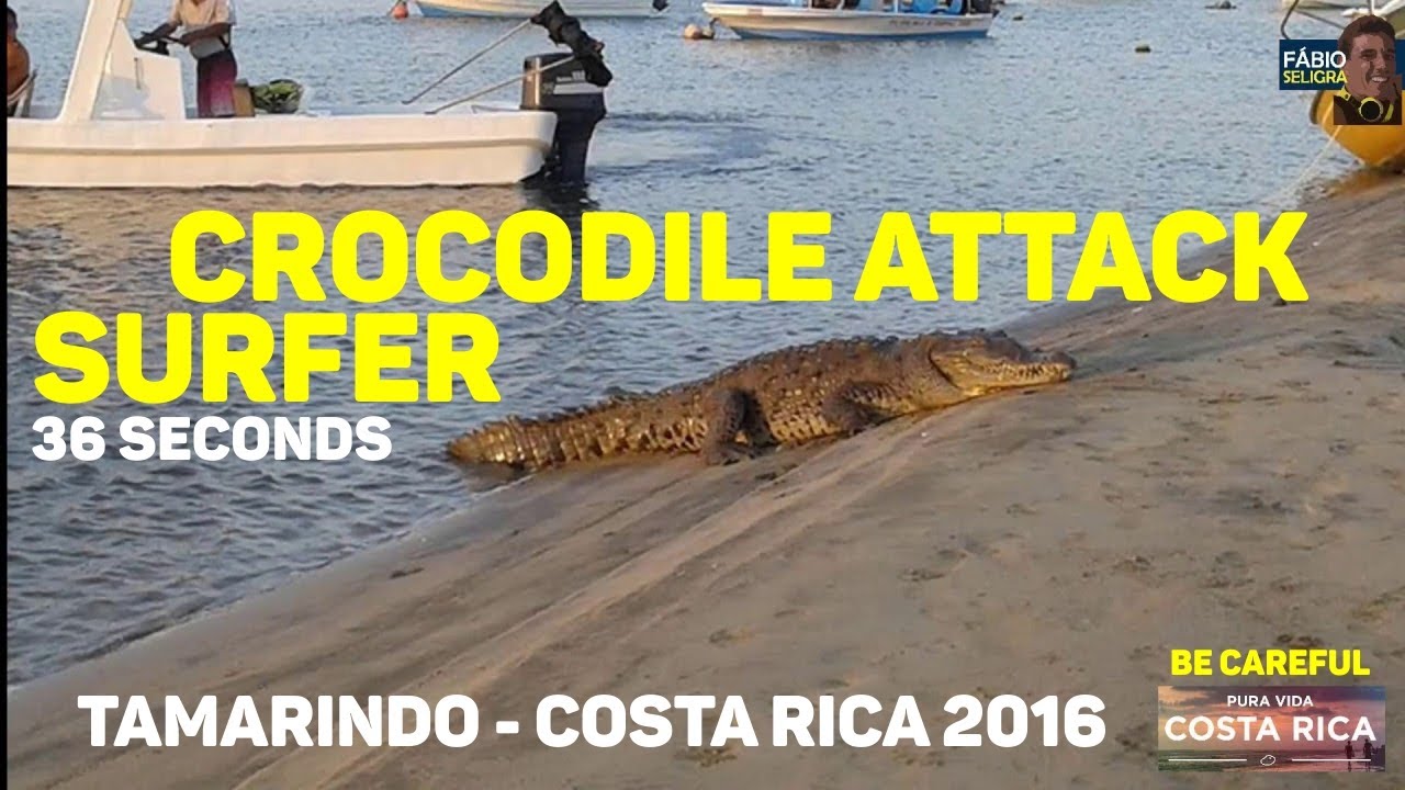 Surf Costa Rica CROCODILE ATTACK - SELIGRA
