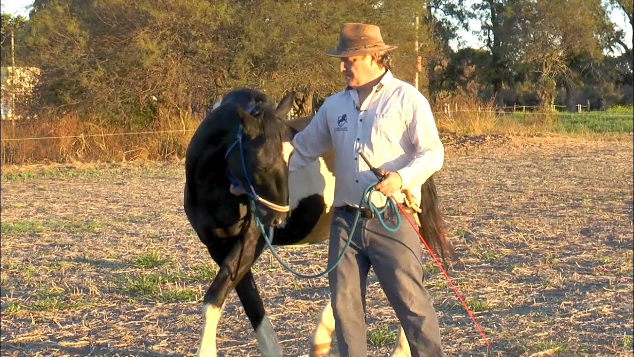 Super Ejercicio - Caballo copia Movimientos - Enseñar a Marchar, Parar y Retroceder. Luciano Marelli