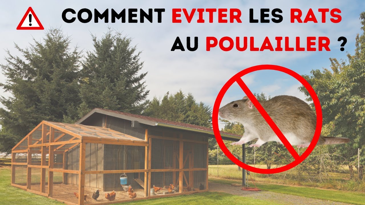 Comment éviter les rats au poulailler ? Solutions anti rongeurs poule