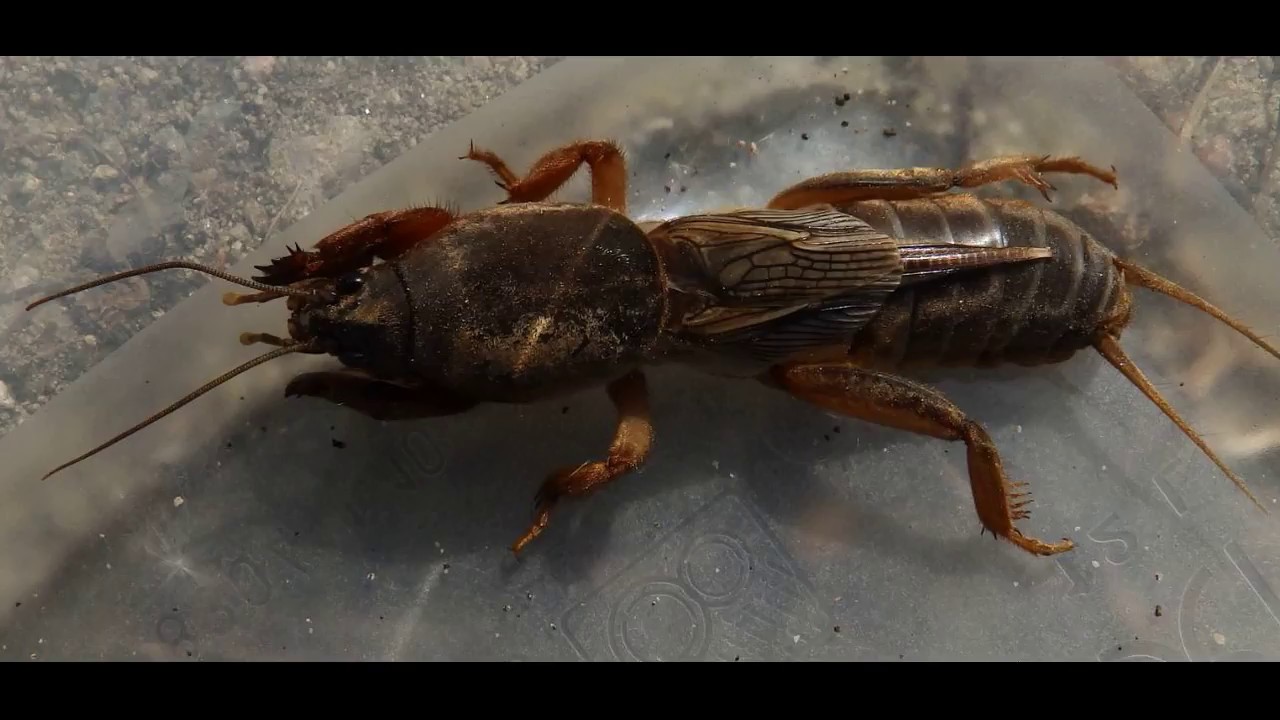Gryllotalpa gryllotalpa, commonly known as the European mole cricket,