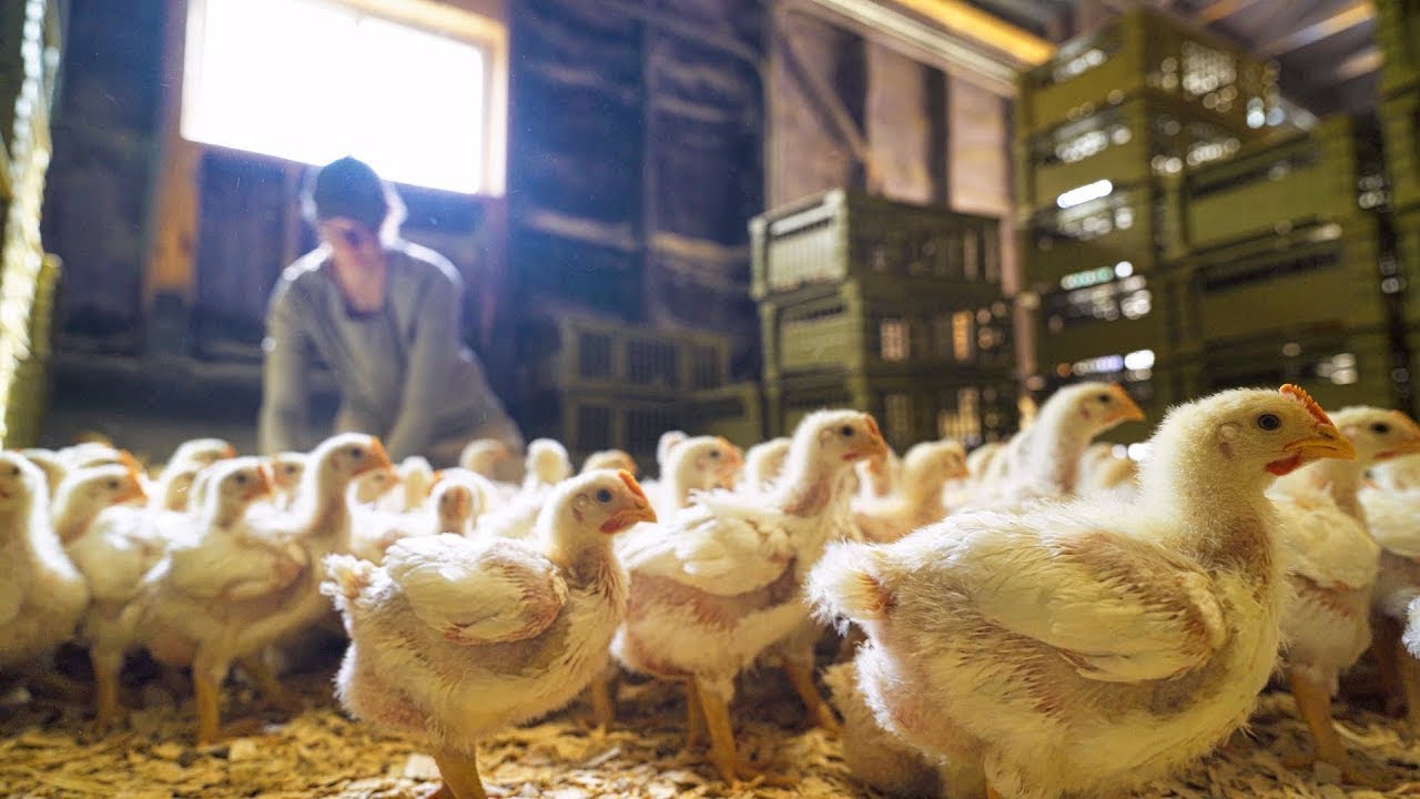 Chicken Farming for Profit 💰 YOUR Questions Answered ✅