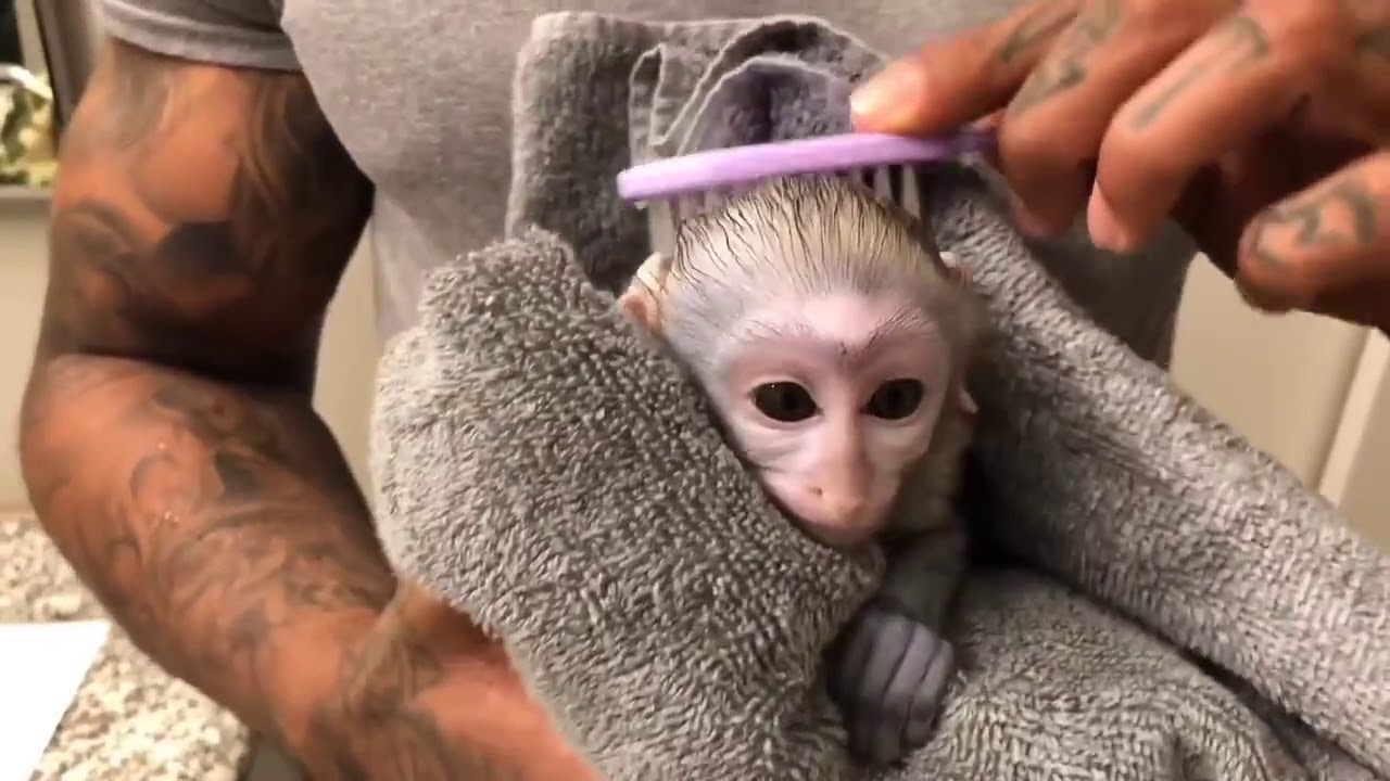 baby monkeys bedtime routine