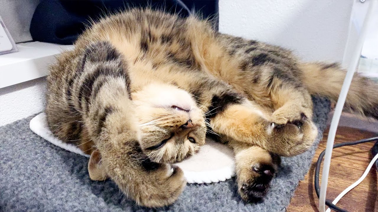 ホットカーペットが天国すぎて…猫、完全に気絶しました笑 #794【生後2年と156日目 スコティッシュフォールド】