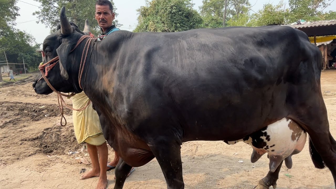 👌 बिहार पशु मेला 2025 || मेला में दिखी 1 लाख ₹ वाली गाय || Pashu mandi bihar 2025