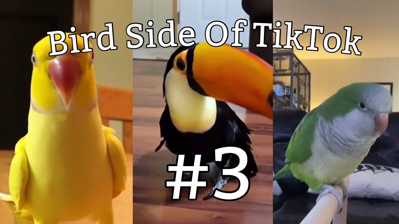 Bird Side Of TikTok #3