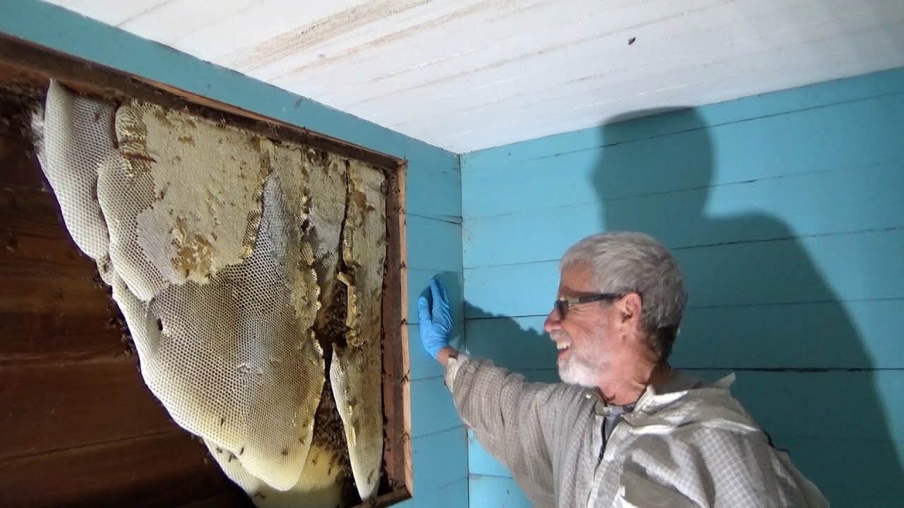 Over 70 pounds of honey came from an 8 week old beehive.