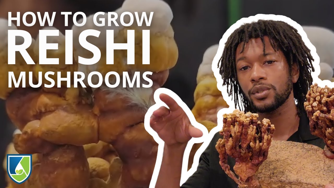 Grow Your Own Reishi Mushrooms at Home!