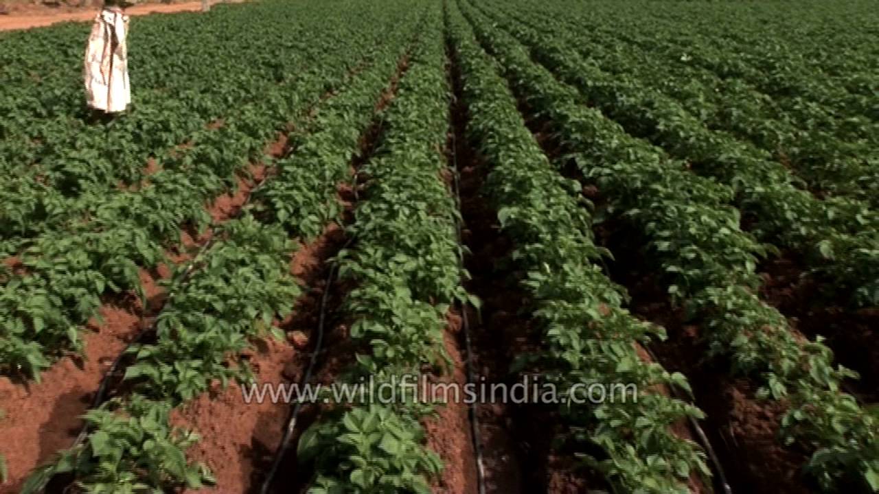 High tech Potato farm in Karnataka: pumped with pesticide and irrigation