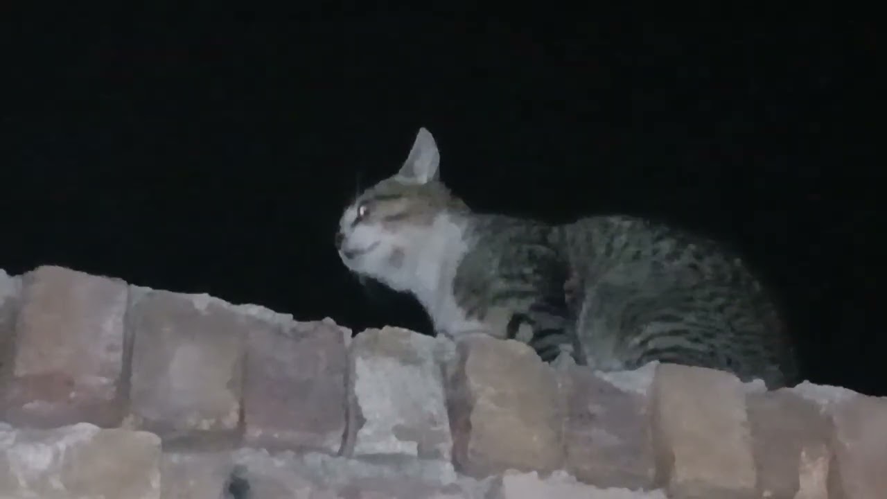 Village Pet Adventures cats WWF part 2 video 🤭🫢😬🐈🐈‍⬛# viralvideo 