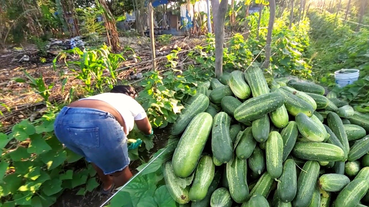 another day reaping cucumber for the market