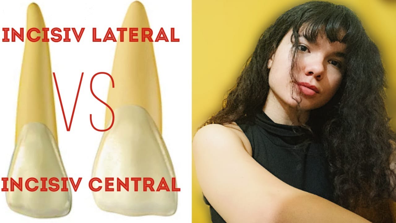 DIFERENTE INTRE DINTI #1 | incisivul central superior vs incisivul lateral superiror