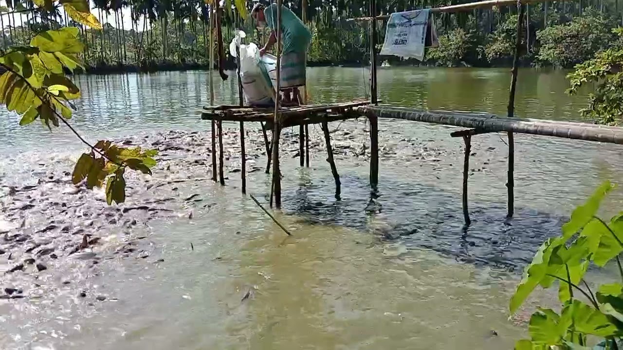 পাঙ্গাস মাছেরেকিভাবে খাবার দেয়তাই ভিডিওতে দেখা