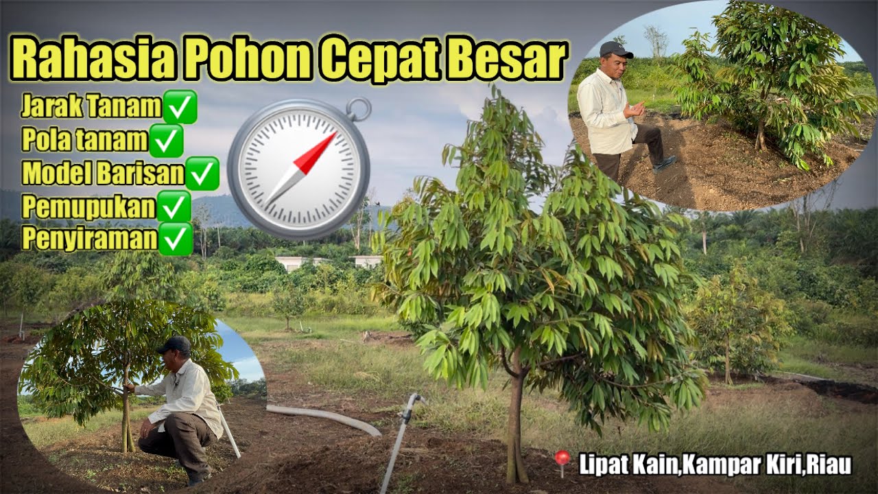 Formula Rahasia Agar Pohon Durian Cepat besar||Kebun Durian Pak Dani||Lipat Kain Kampar,Riau