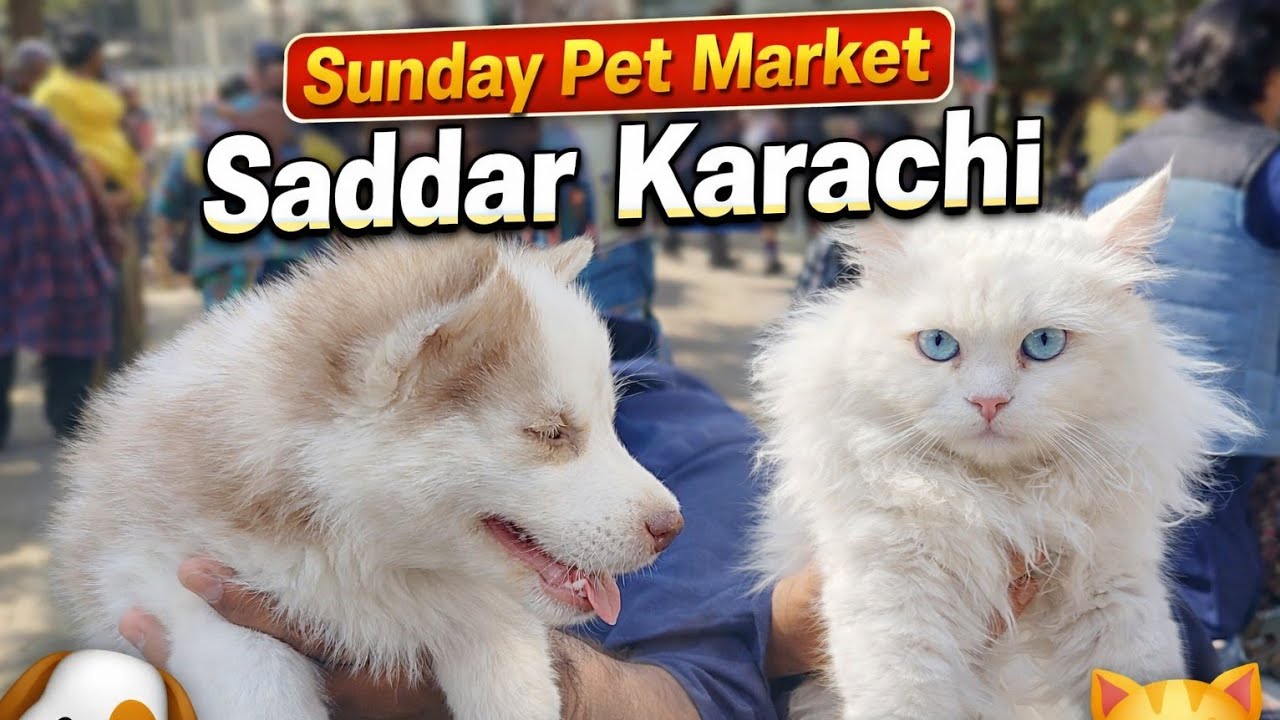 Dogs and Cats Market Sadar Karachi 22/02/2026