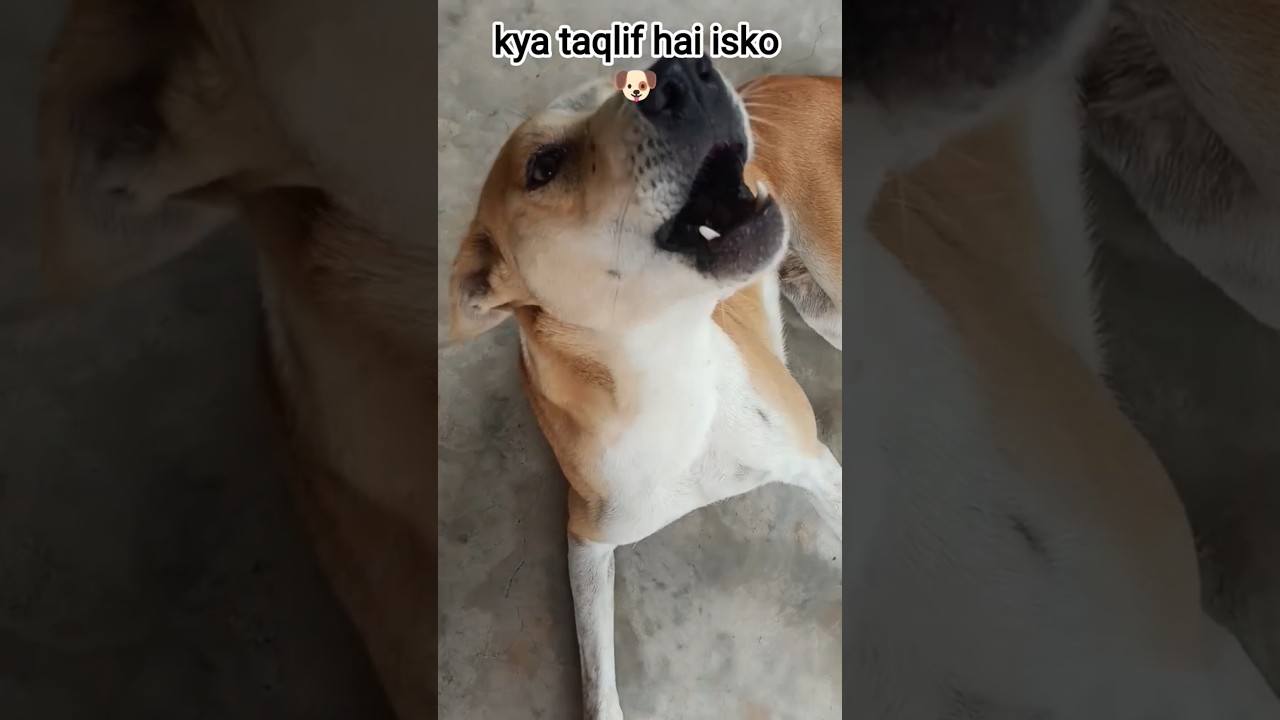 SHE TALKS LIKE THIS 🐶🤪😵‍💫