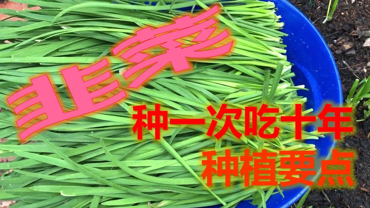 韭菜 - 种一次吃十年/种植要点