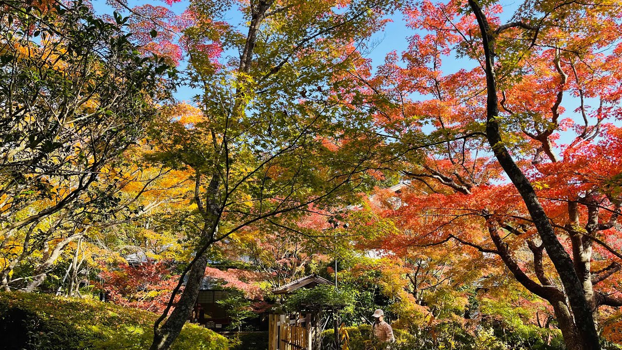 紅葉の🍁松島・円通院・新富山・雄島スライドショー　2025年11月7日