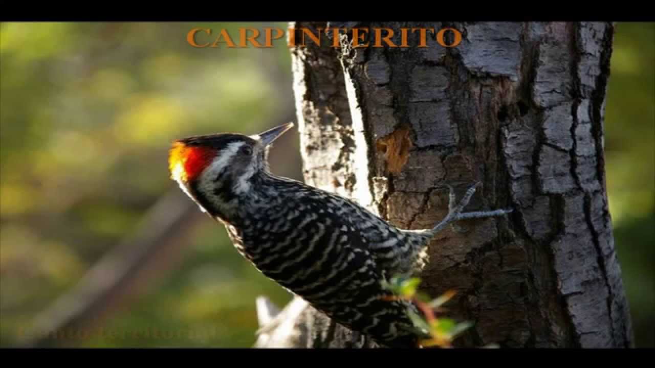 AVES DE CHILE - CANTOS (1/2)