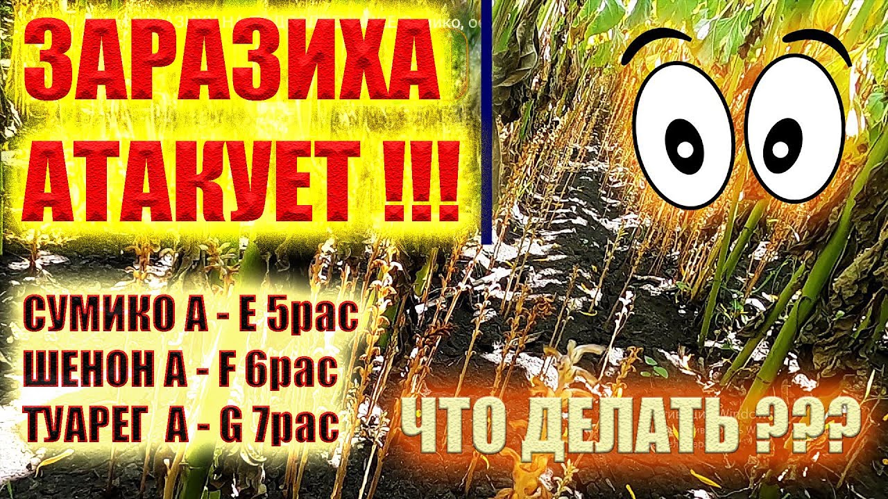 УНИЧТОЖАЕМ ЗАРАЗИХУ НА ПОДСОЛНЕЧНИКЕ Сумико A-E осматриваем Шенон и Туарег