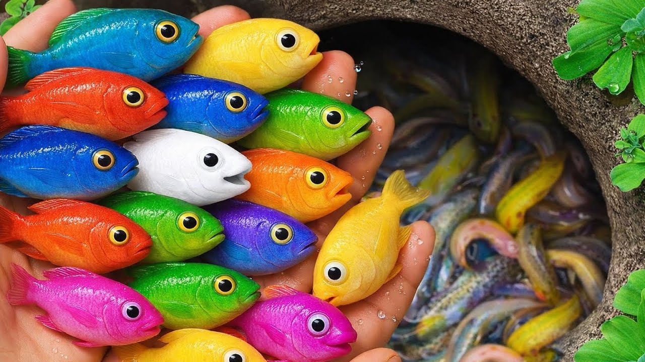 Awesome Catch Aquarium Colorful Fish In Bigger Easter Eggs, Catfish , Betta Fish, Koi Fish