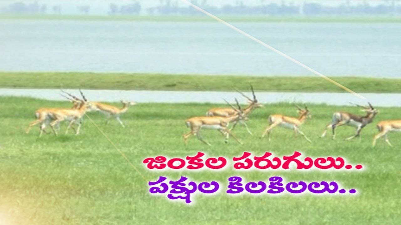 Deers & Migrant Birds Attracting People @ SRSP Project Premises | Nizamabad | కట్టిపడేస్తున్న అందాలు