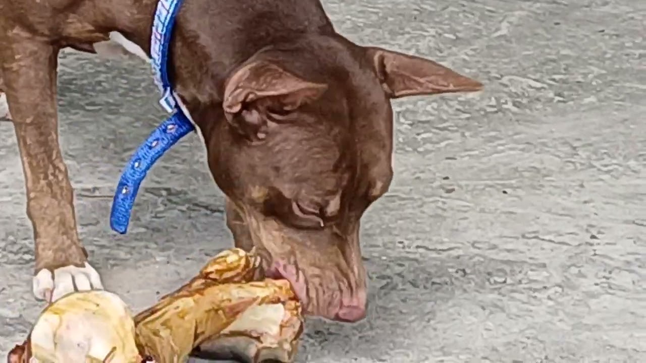 Um ossinho para divertir os seguranças kkkk