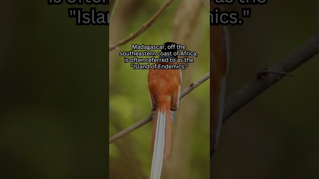 Madagascar: The Island of Endemics - A Biodiversity Hotspot Like No Other #endemic #madagascar