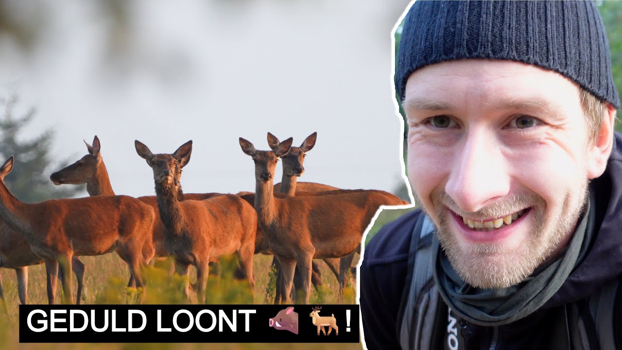 #367: Het wild van de Veluwe 🐗🦌 Pt. 4 | Sony A7 IV